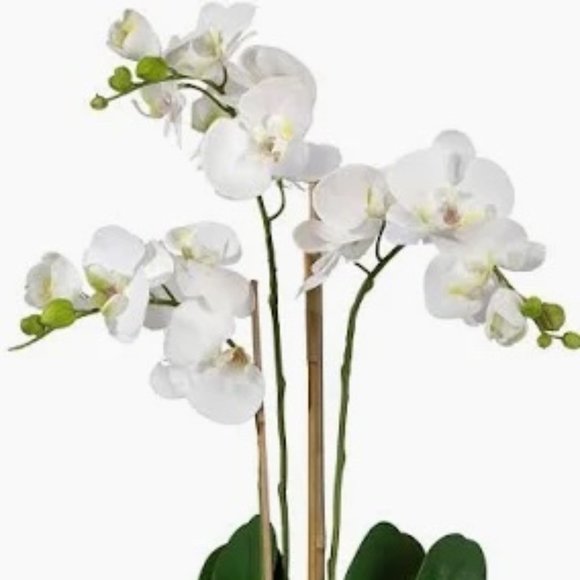 Natalia - Picture 1 of 1